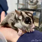 الرياض حي الشفاء