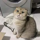 ابغى قطه سكوتش فولد نفس اللون هذا للتبني