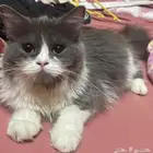 بسه تبني