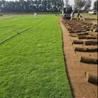 ثيل طبيعي نجيله سي2000