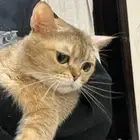 قطه بسه سكوتش ستريت منتجه للبيع وليس للتبني