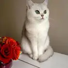 بريتش للبيع