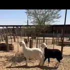 بهم نجدي