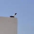 حمام باكستاني