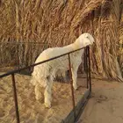 مشروع فحل حري صنف