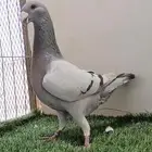 ذكر سلفر بار حامل بارلس حامل من حامل كاكي 2024