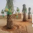 نخيل