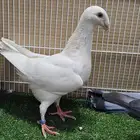 للبيع جوزين هومر الذكوز بلو بار حاملين لمون والاناثي وحده لم
