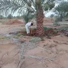 نخيل  الرياض  المزاحميه  الخرج  شقراء  الدوادمي