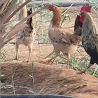 ديكه العدد 7