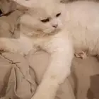 قطط تبني