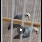 جوز روز