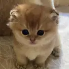 كيتن سكوتش فولد بيور