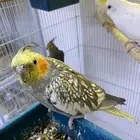 اناثي كروان منتجه