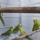 عصافير حب بادجي