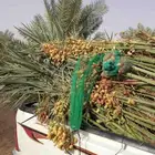 مشاءالله تبارك الله نخل طيب مثمر وزينه طالع على اشمال
