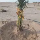 متوفر فسايل مثمره للبيع جميع الأنواع