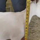 للبيع عنز قزميه بيور تشيكي و جفره