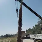 زراعة النخيل الواشنطنوان والأشجار الزينة