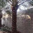 تعديل وتنظيف تكريب جميع أنواع نخيل