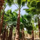 لدينا نخل وشنطني زينه نخل ممتاز جدا ونخل عربي مثمر