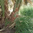 فسايل عجوه مجدول صفاوي وعنبره وروثانه وصقعي