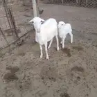 شاه حليب وسرحة جبال تحتها طلي