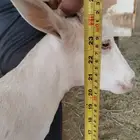 للبيع عنزين قزميه بيور تشيكي
