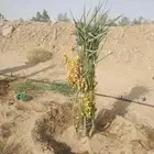 فسائل خلاص وصقعي ومجدول