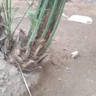 نخيل مثمره للبيع