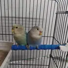 روز عمر شهرين