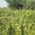 ليمون بلدي