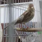 انثا جاهزا بسكوتيها كناري