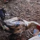 ذكر بط للبيع