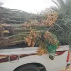 السلام عليكم ورحمه الله وبركاته عندنا نخل طيب متواجد في مكه