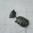 سلاحف مائية للبيع