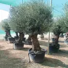 اشجار زيتون معمره اسباني ونيبالي