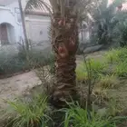 مشتل ابناء الصعيد