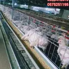 بطاريه دجاج لاحم