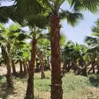 نخل زينه واشنطني أمريكي نخيل زينه