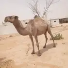 ضريبه