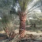 اسعد الله مساكم يوجد لدينا نخيل مثمر ونخيل زين جميع المقاسات