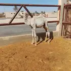 للبيع قعود تربيه نضيف من كل شي