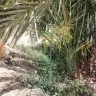 صقعي برني مجدول