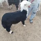 عنيزة العوشزيه