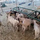 نعيمي