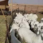 للبيع بهم حري