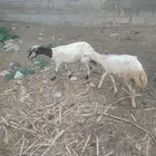 ثنتين ضان للبيع