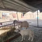 شاه والد عليها رخل صنف الصنف ( تم البيع )
