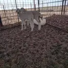 خرفان دواغير
